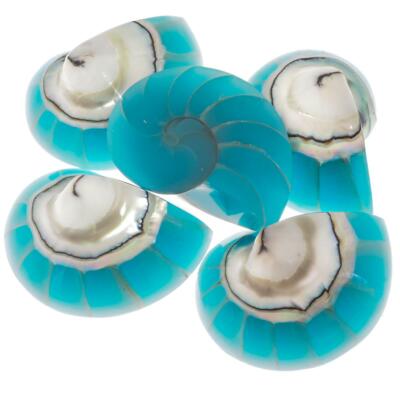 Exposed Chamber Nautilus Shell Turquoise Blue Resin Fill Bead Cabochon, 1 1/4''
