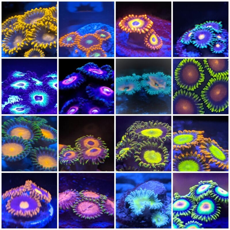 Zoa Pack of 6 different Types of Colorful Zoa by Zoa.World with Free Shipping