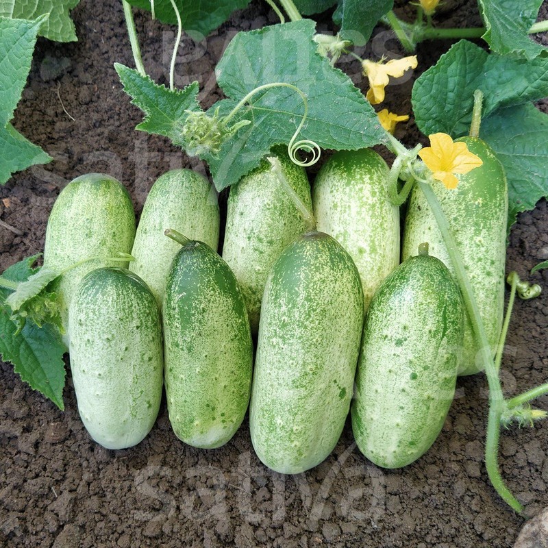 Gurke Russische, Sehr FrÃ¼H, Sehr WiderstandsfÃ¤Hig, Demeter Bio-Saatgut, 25 Korn