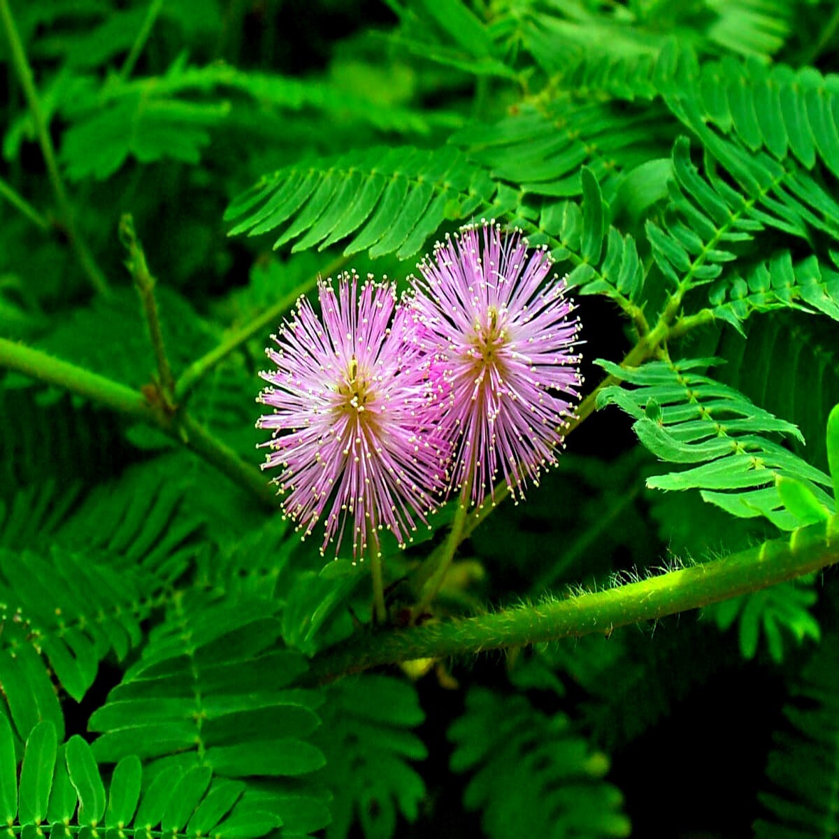 Dwarf (Mimosa pudica) "Sensitive Plant" Tropical Houseplant Flower Tree Seeds