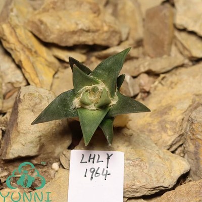 4.8cm Succulent Live plant Ariocarpus trigonus var.elongatus WYSIWYG Own Root 