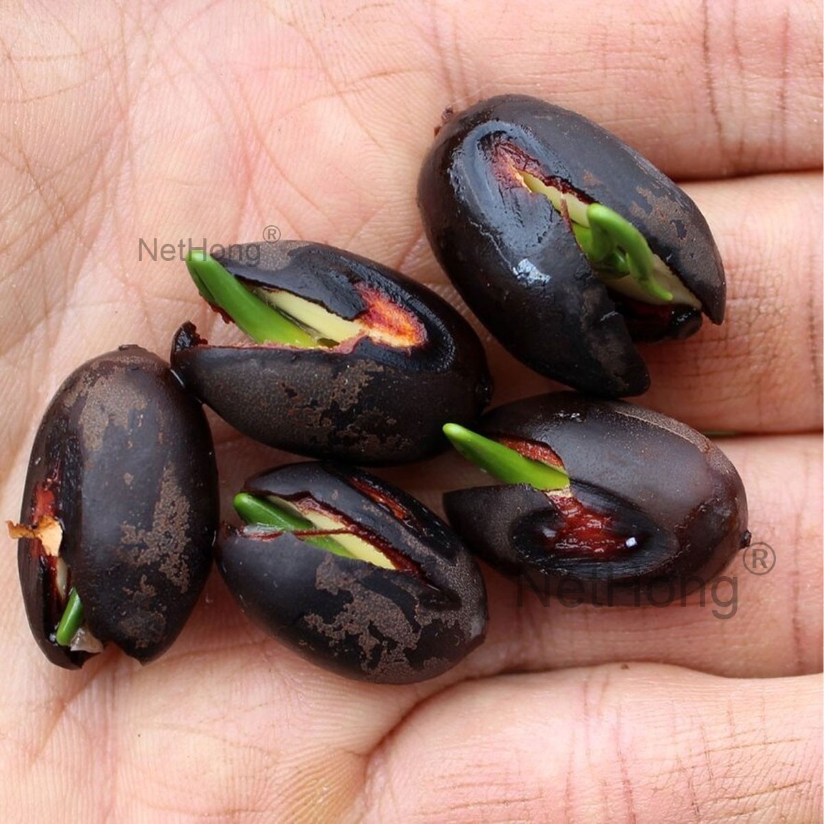 Lotus seeds with opened hard shells