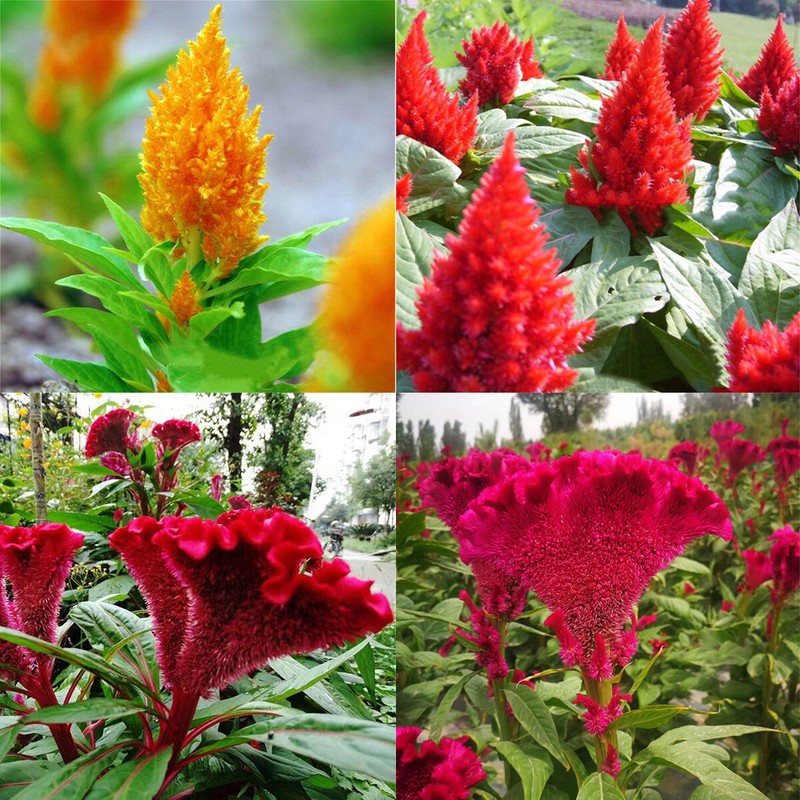 100 Graines Celosia Cristata Peigne Coq Violet Belles Fleurs De Jardin Bio