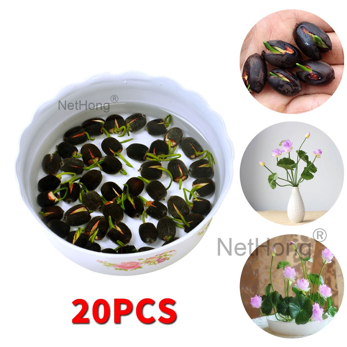 Lotus seed pack and decorative growing references
