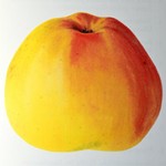 signetilisch