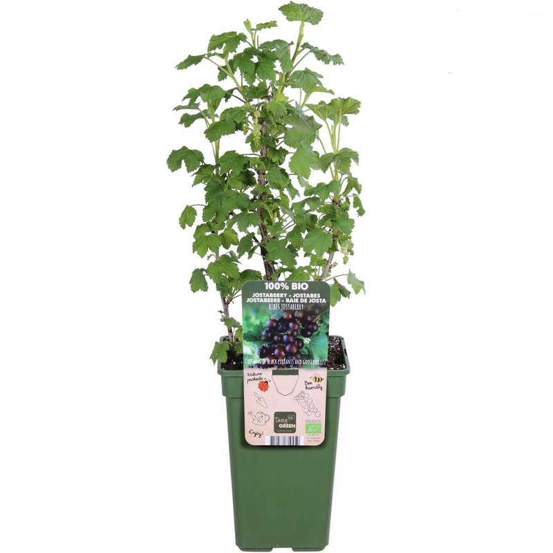 Jostabeere / Jochelbeere Ribes Jostaberry Verschiedene GrößEn Zur Auswahl