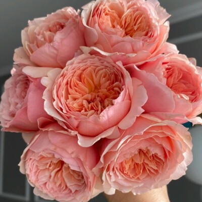 Masora Rose 真宙 Japanese Rose. Super fragrance.