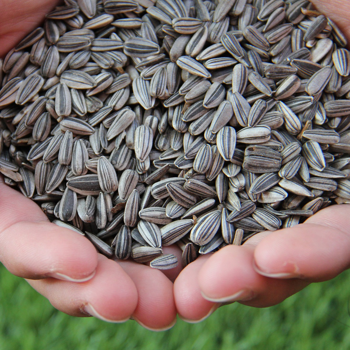 30 Premium Giant Sunflower Seeds for Growing Flowers Large Heads eBay