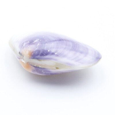 1 PCS 70mm-80mm Natural Light Purple  Mother of Pearl Clam Shell Double Faces