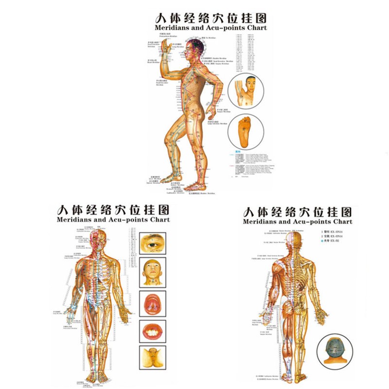 Meridians Of The Body Chart