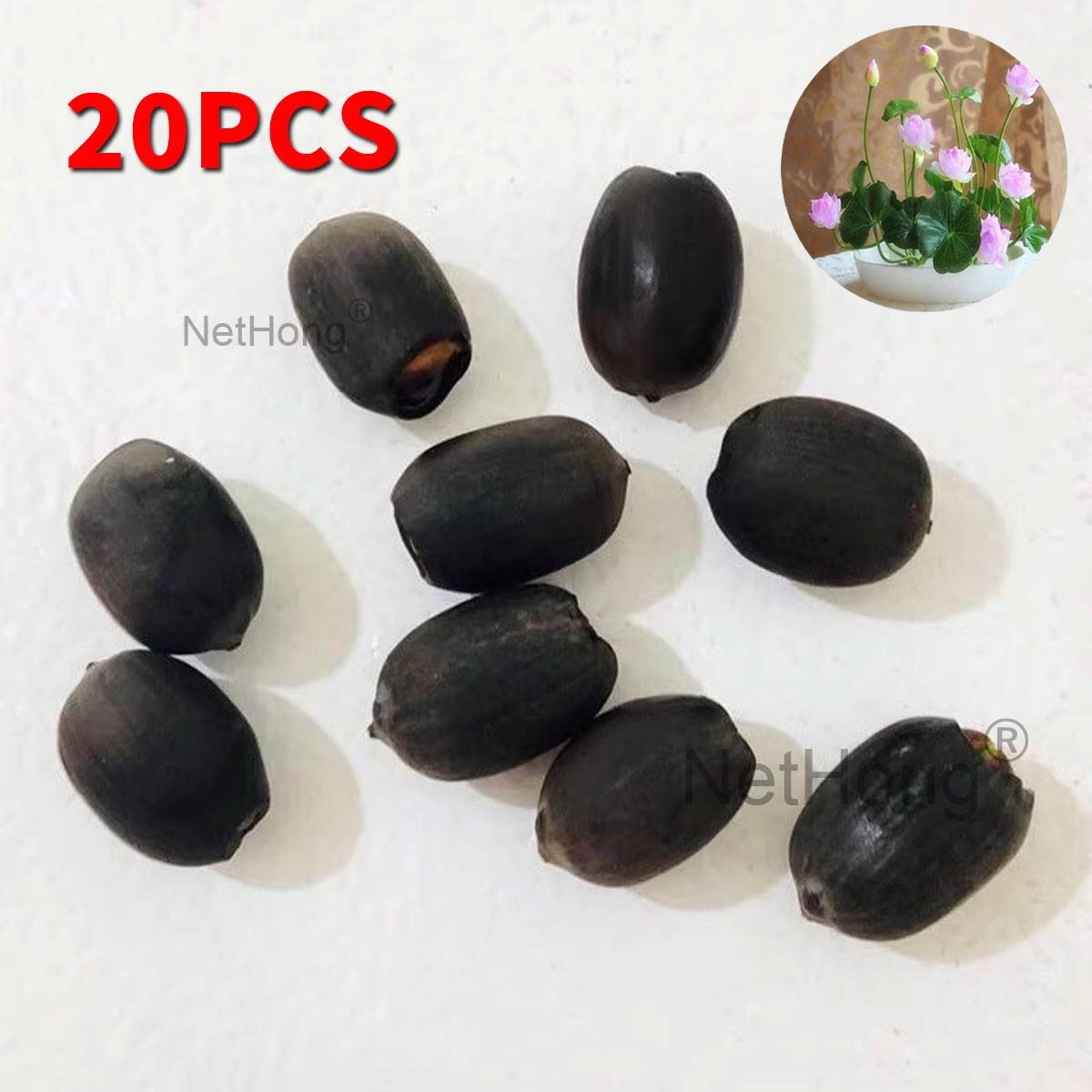 Dry lotus seeds and planting reference