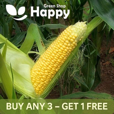 VEGETABLE SEEDS SWEET CORN - GOLDEN BANTAM - 35 SEEDS - ZEA MAYS