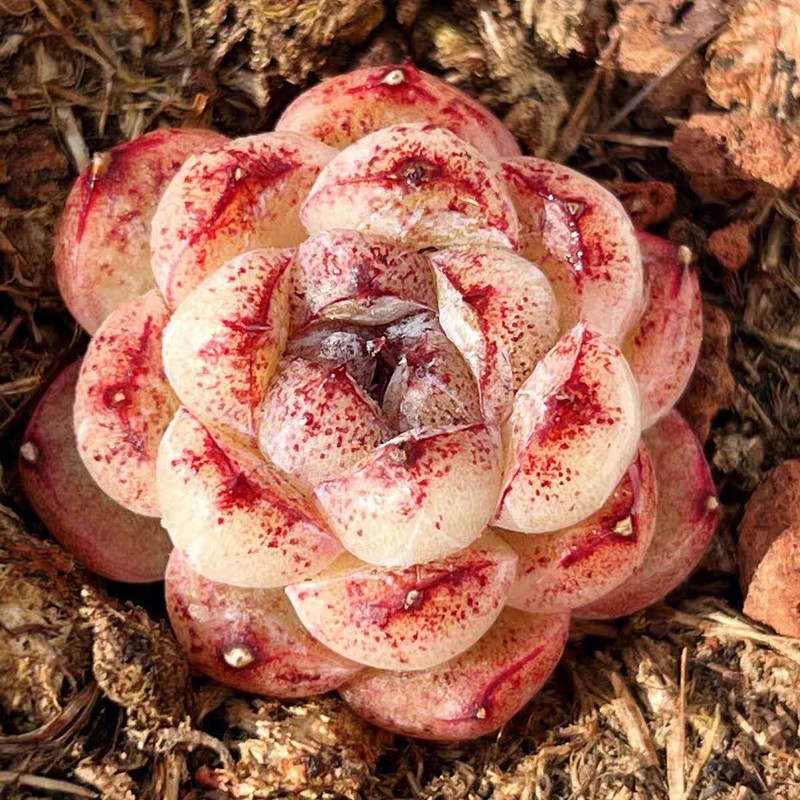Echeveria  Chi Crystal Rose  New Hybrid About 3cm ðµï¸One Head  Plant Succulent