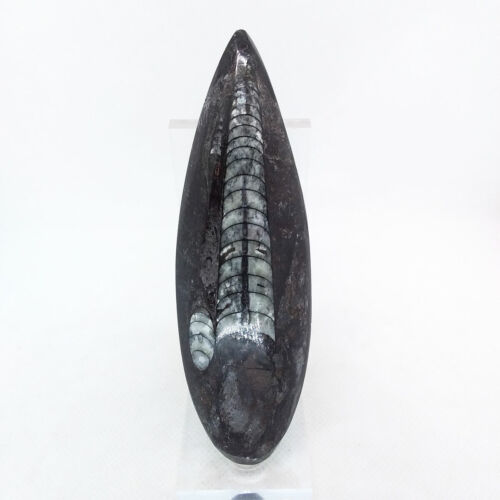 Orthoceras, Fossil, 4.75" spear, specimen,display,polished,straight horn,#R-4433