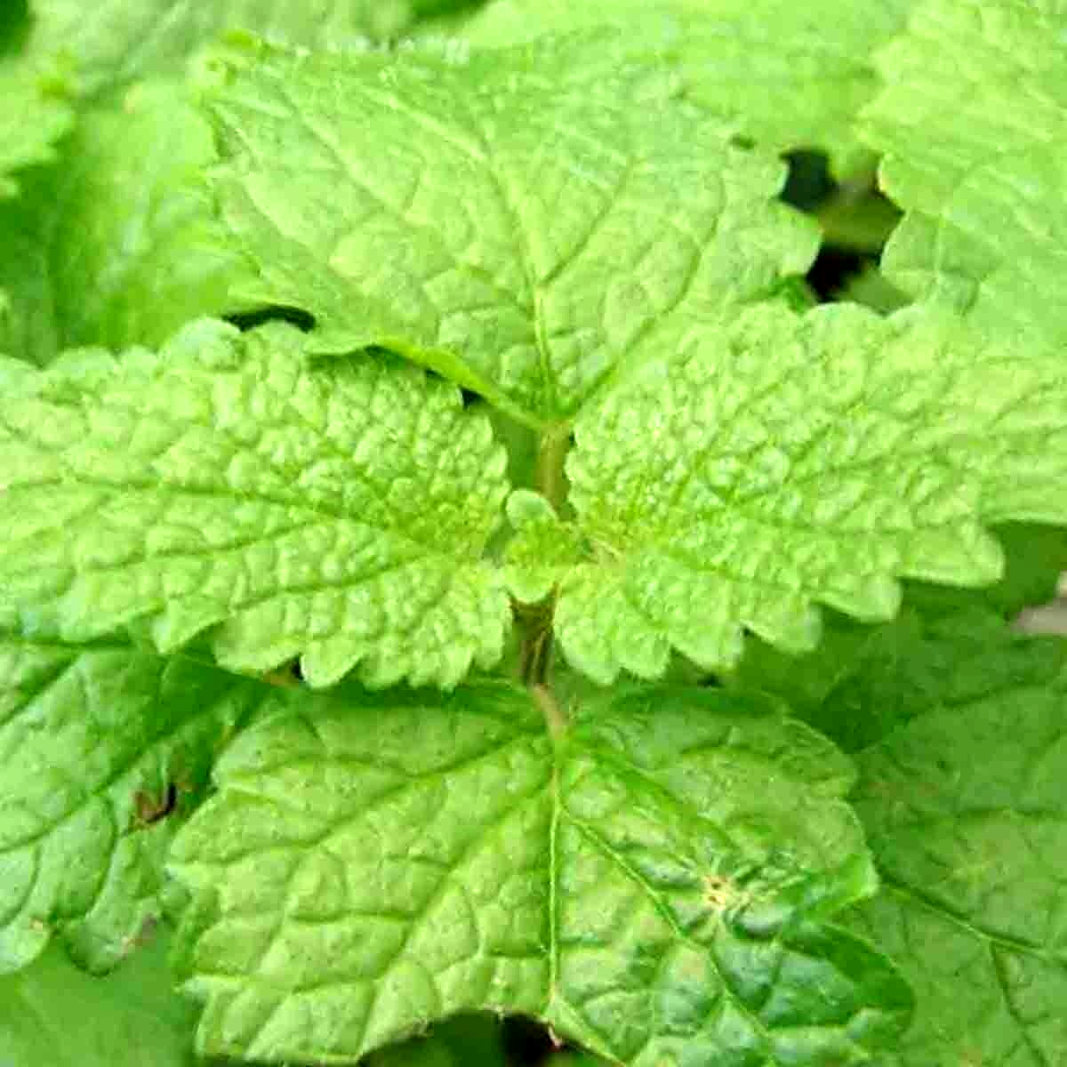 1000 LEMON BALM CITRONELLA PERENNIAL SEEDS MOSQUITO INSECT REPELLENT NON-GMO US