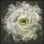 miss_havisham