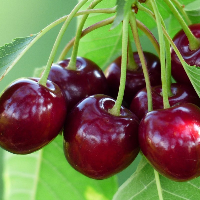 Kirschbaum Groniasta Z Ujf Obstbaum Kirsche 80cm / 140cm