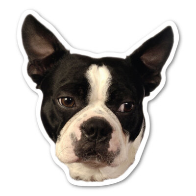 Boston Terrier Magnet