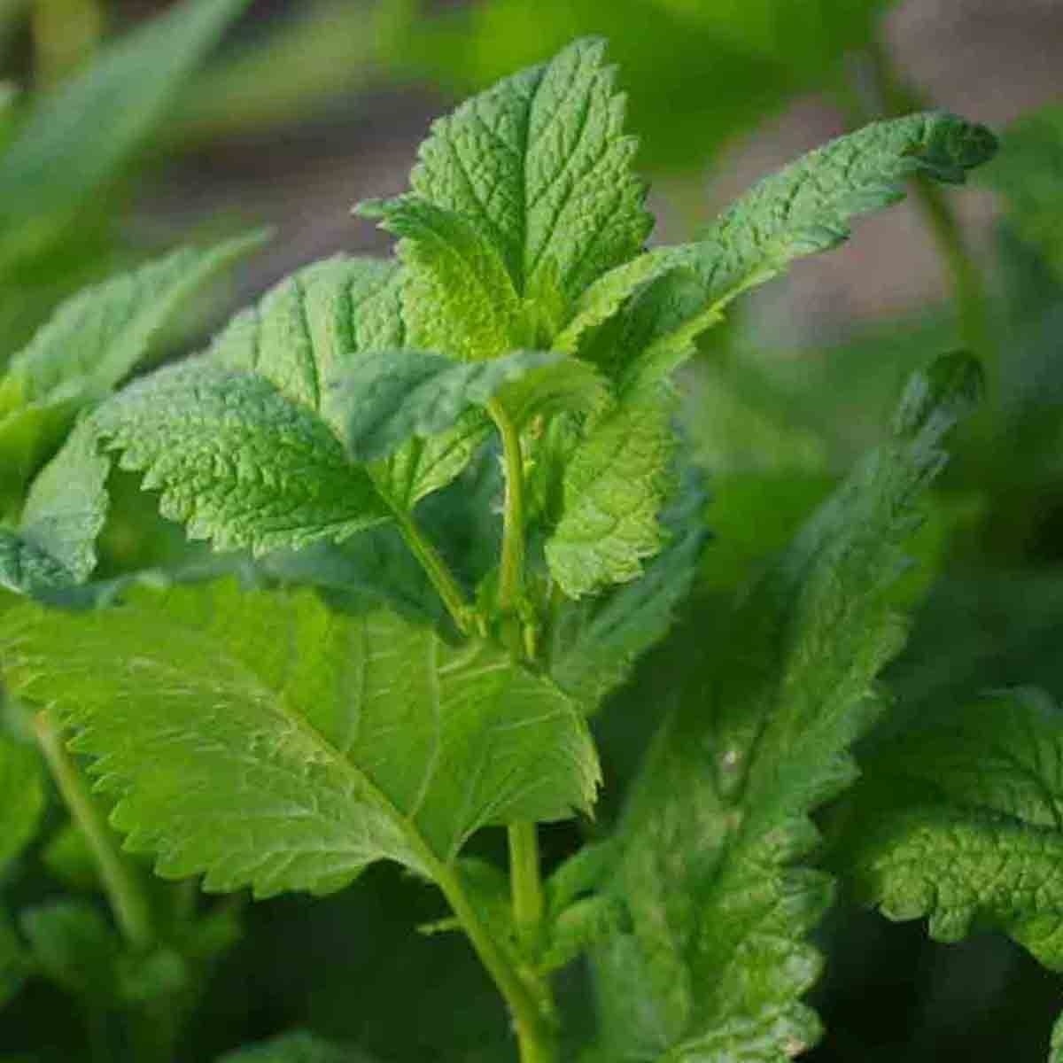1000 LEMON BALM CITRONELLA PERENNIAL SEEDS MOSQUITO INSECT REPELLENT NON-GMO US