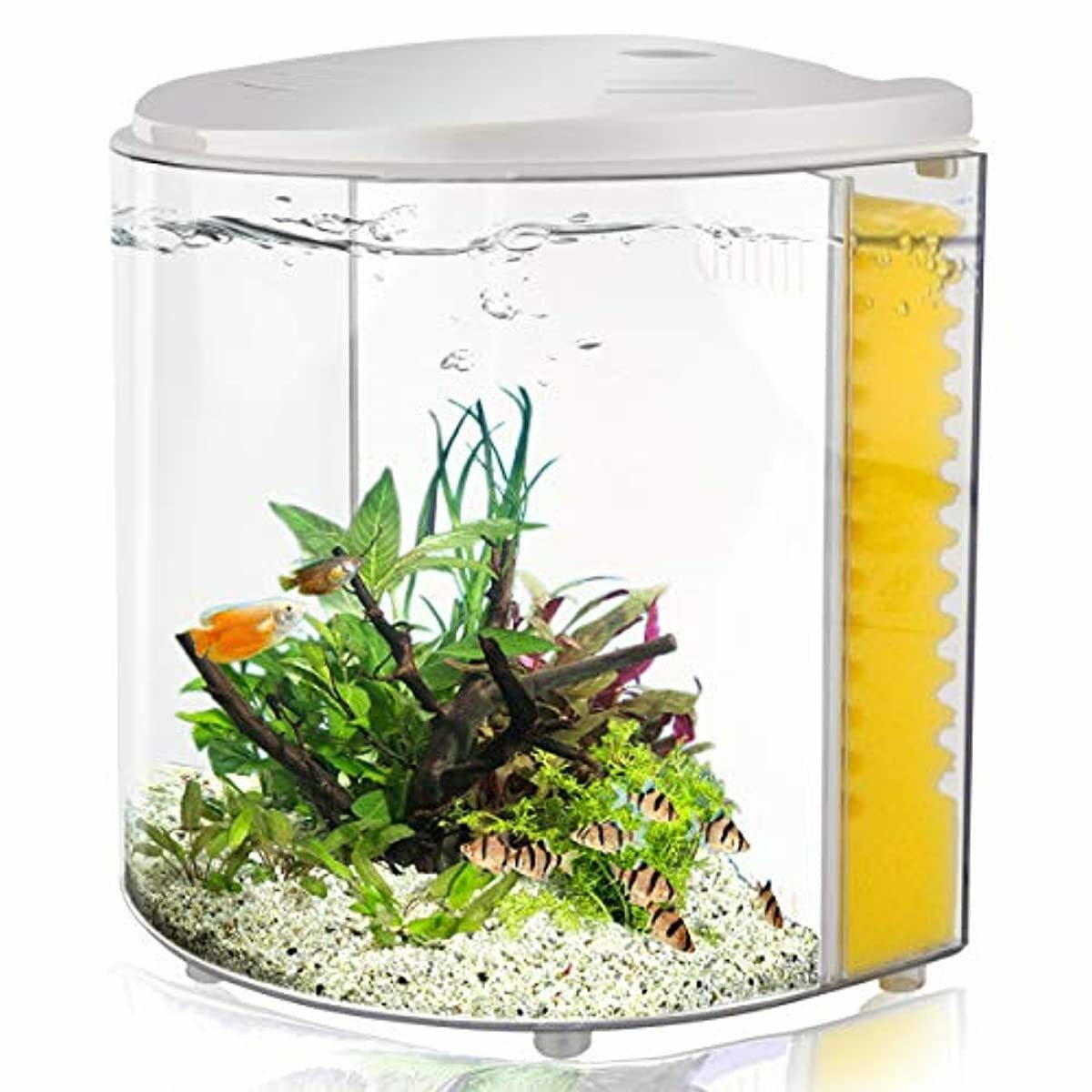 goldfish starter kit with filter