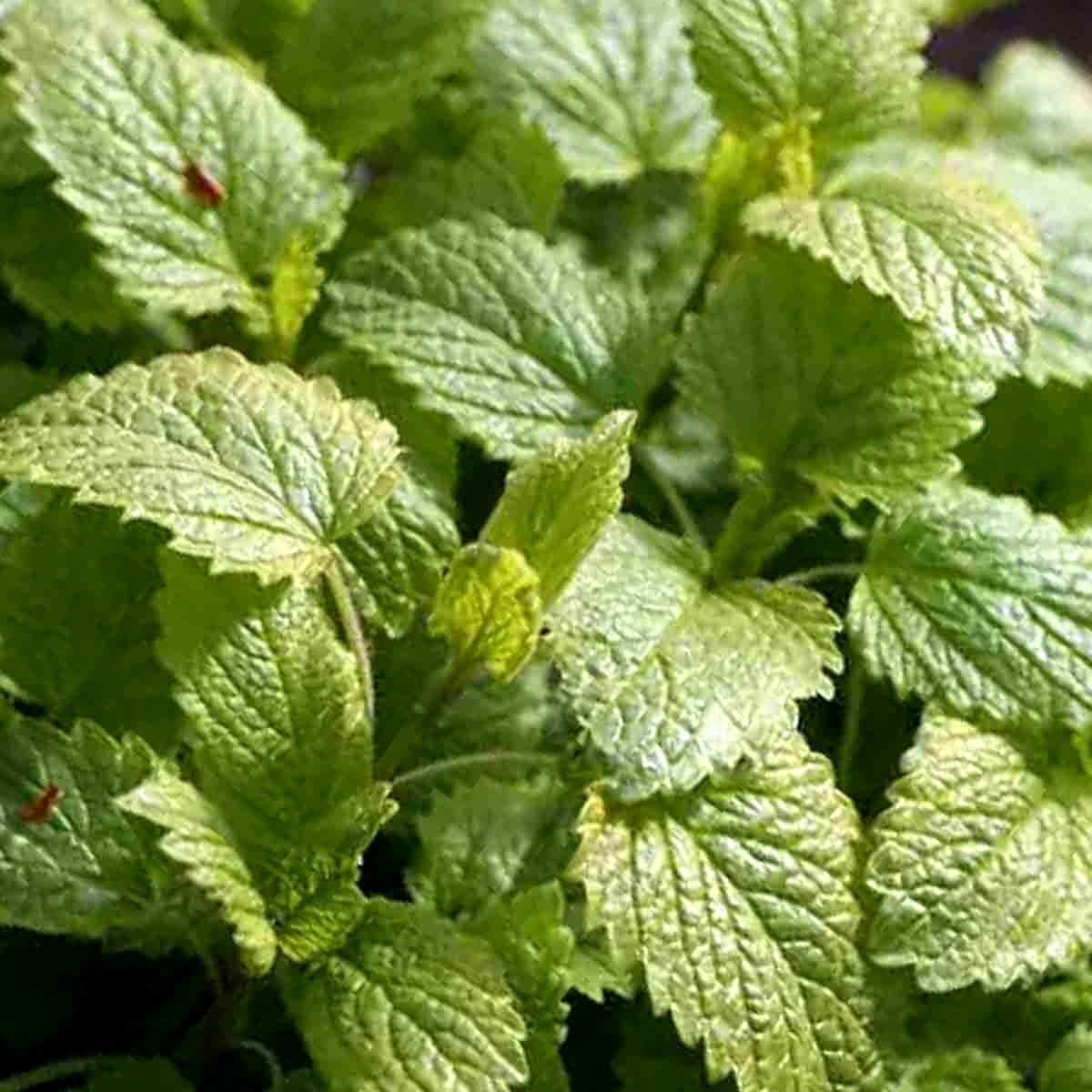 1000 LEMON BALM CITRONELLA PERENNIAL SEEDS MOSQUITO INSECT REPELLENT NON-GMO US