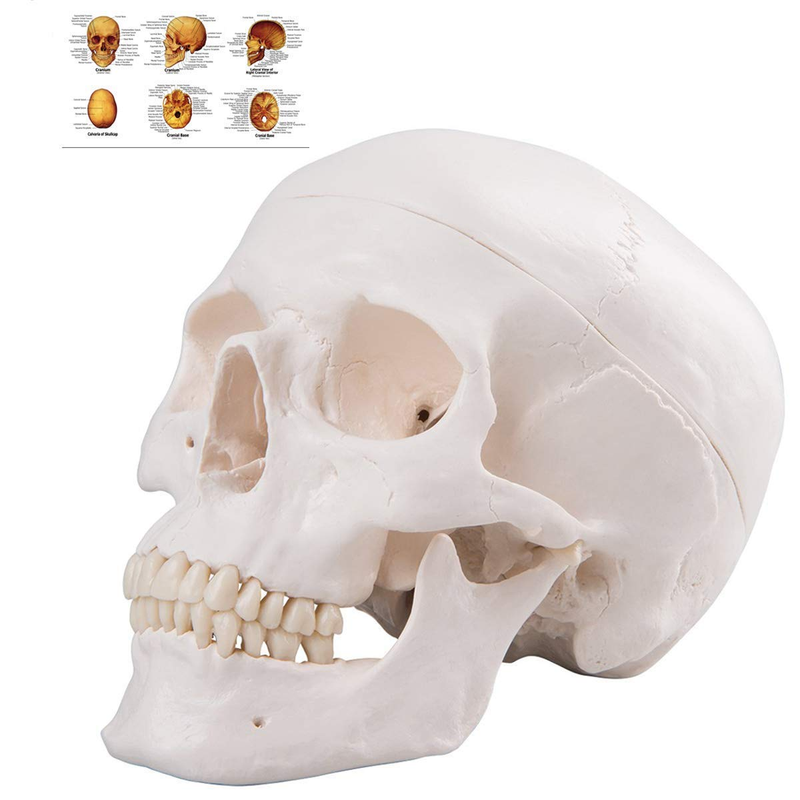 Human Skull Anatomical Model, Life Size Replica Adult Human Anatomy Head Model w