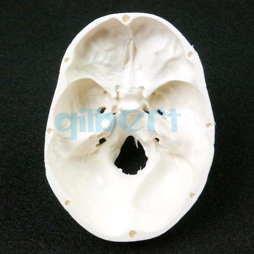 PVC Mini Skull Human Anatomical Anatomy Head Model Convenient Medical Teaching