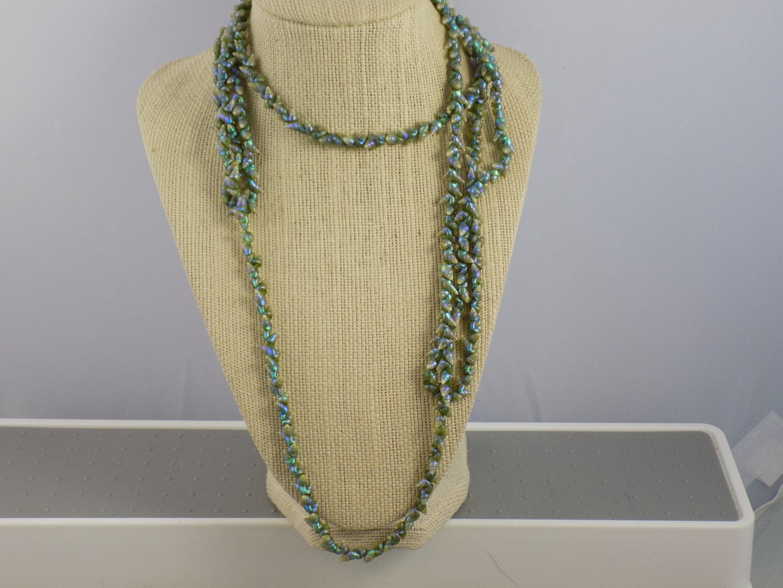 Antique Australian Aboriginal Tasmanian Maireener shell 68