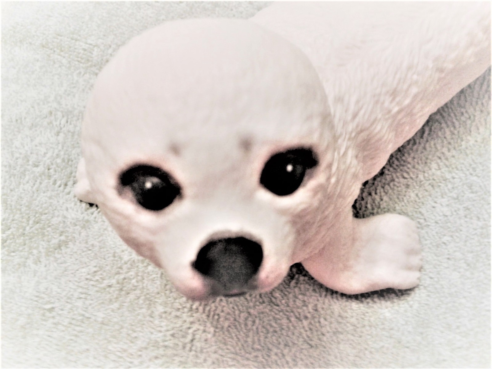 Lenox Baby Harp Seal