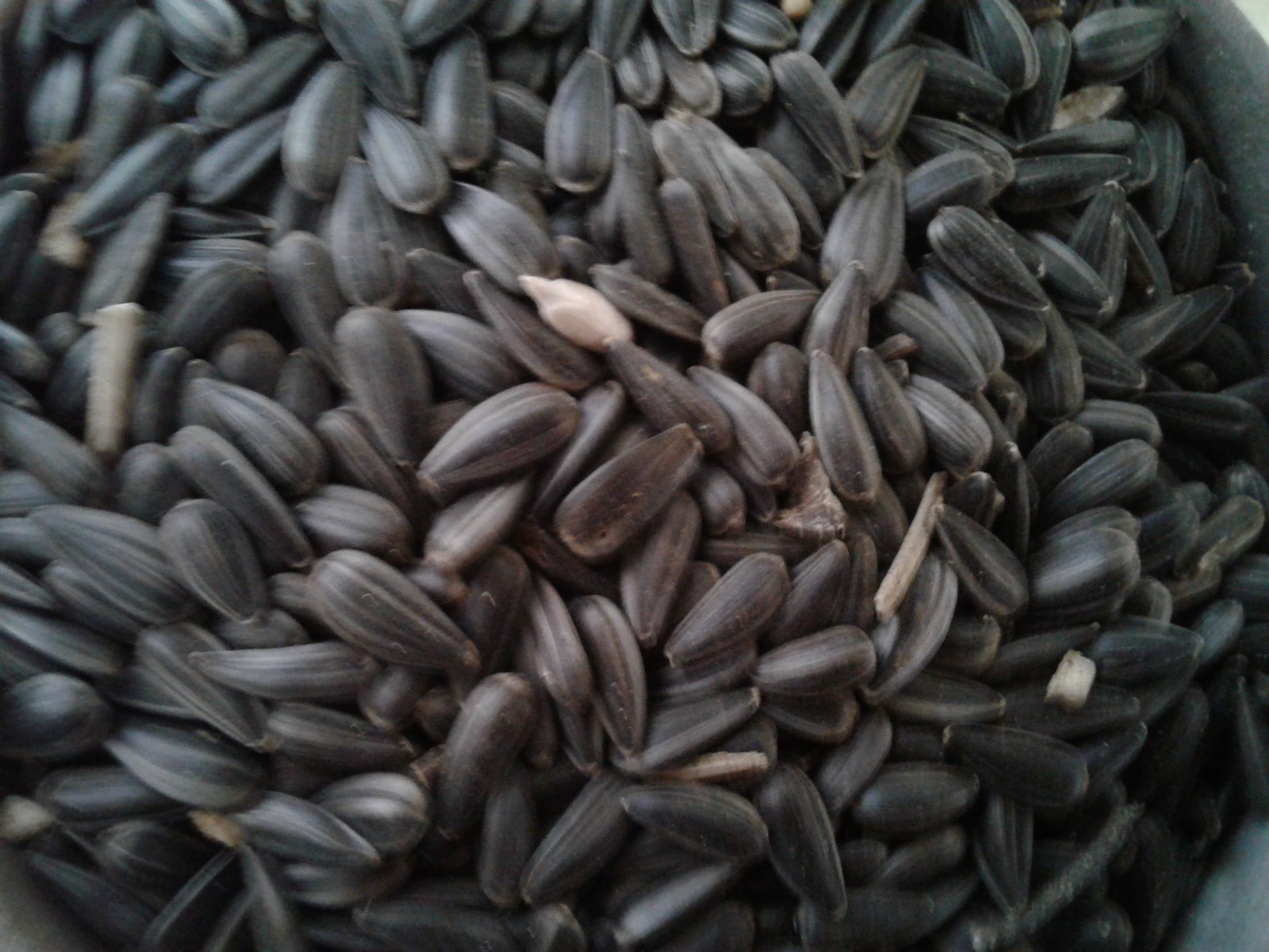 Bird Seed Mix, Sunflower, Thistle, Bird Seed Mix (9 lbs.)