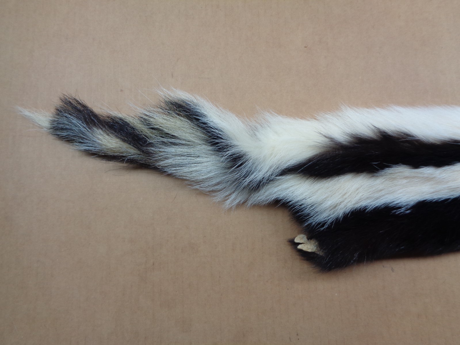 Professionally Tanned XL #2 prime skunk hide/fur/gag gift/prank