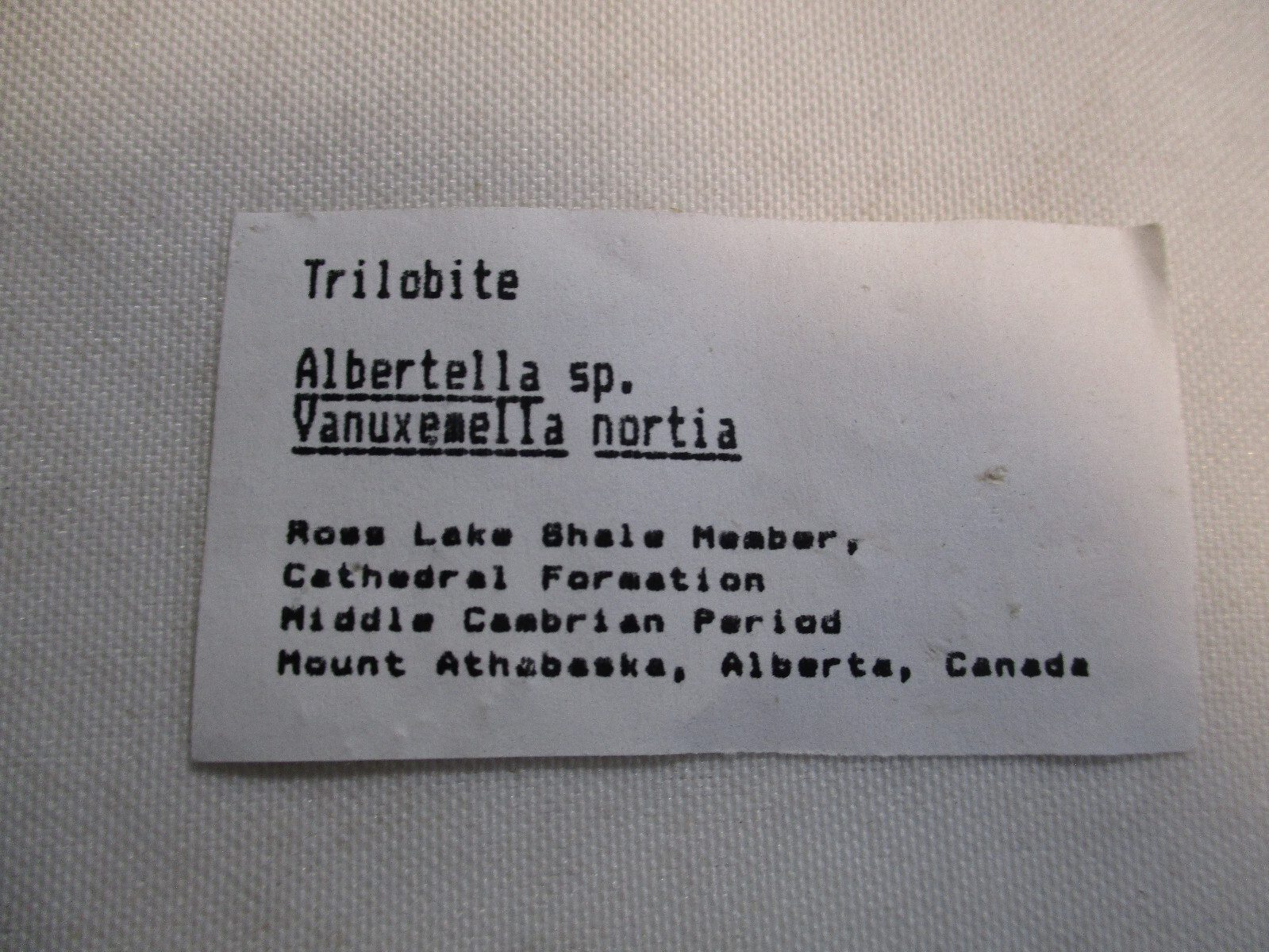 Trilobite Albertella sp. Vanuxemella nortia Rose KLake Shale Member Cathedral