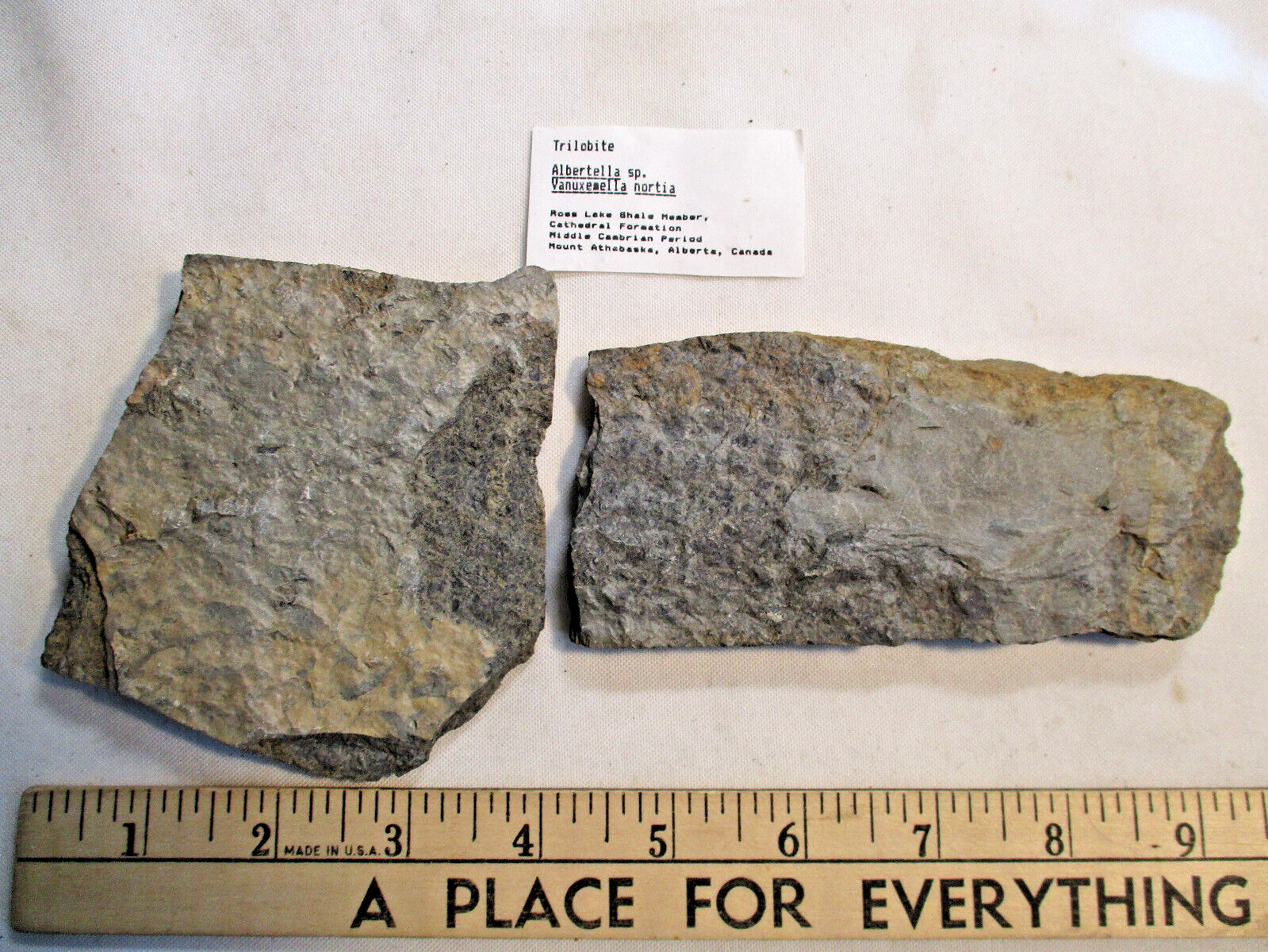 Trilobite Albertella sp. Vanuxemella nortia Rose KLake Shale Member Cathedral