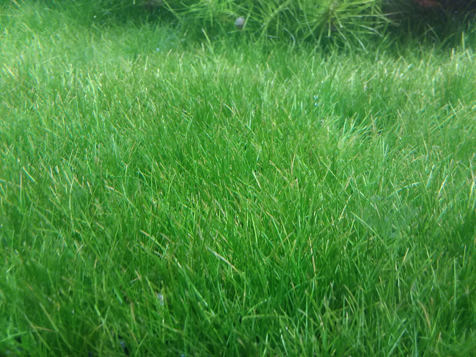 Cheap Dwarf Hairgrass Eleocharis Parvula Live Aquarium Plants BUY 2 GET 1 FREE