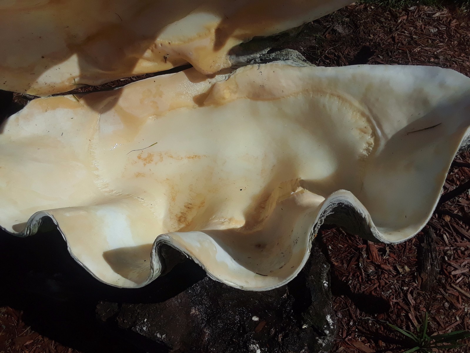 Giant Clam Shell_36 x 22 x 20 _RARE LARGE_furniture_aquatic_jewelery_valuable+++