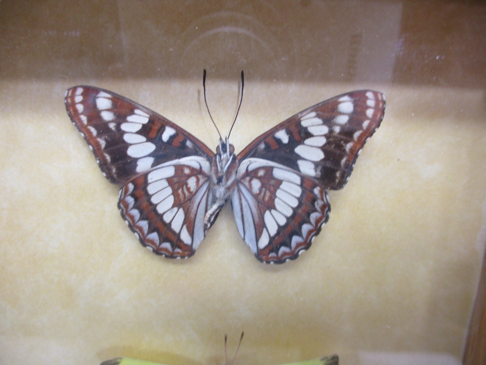 Real Butterfly Mounts in shadow box - Hand mounted by Montana craftsman