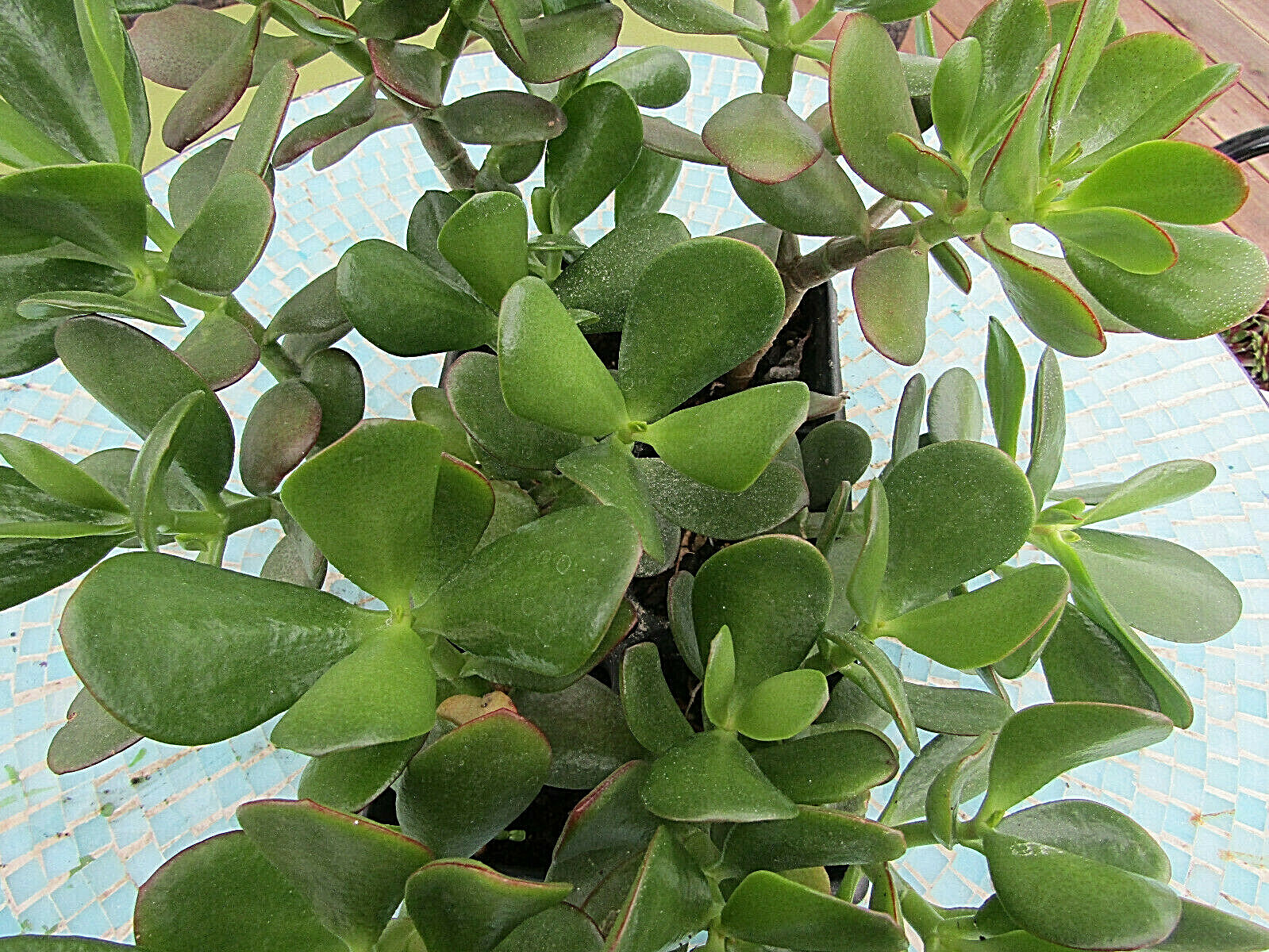 Lush Green JADE Plant, Crassula Ovata, Easy to Grow, Beginner's Succulent