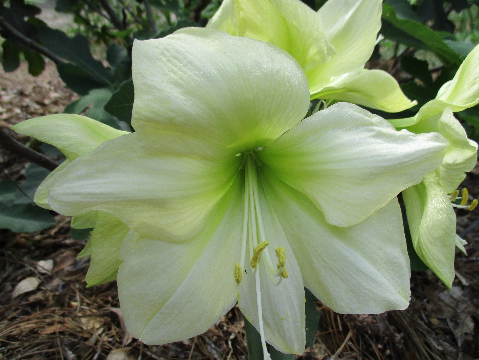1 Cross-pollinated amaryllis Hippeastrum Red Pearl crossed with Fantasy