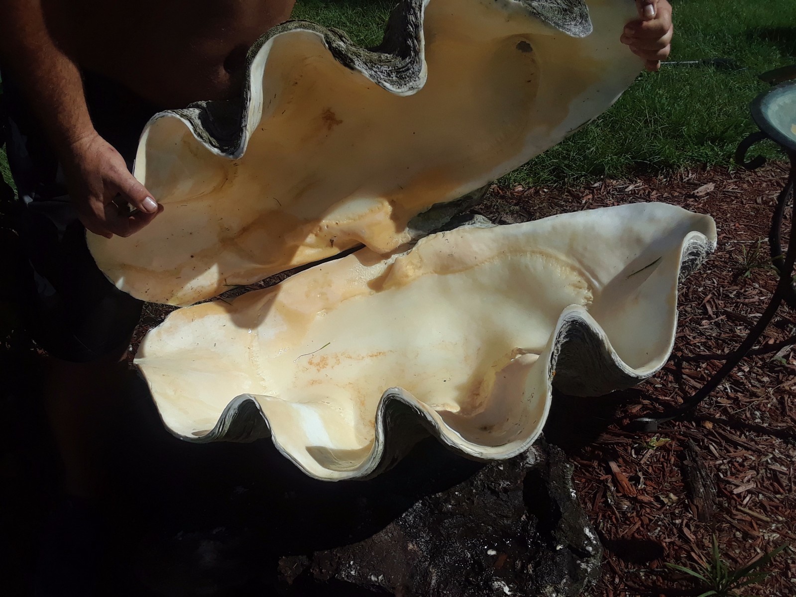 Giant Clam Shell_36 x 22 x 20 _RARE LARGE_furniture_aquatic_jewelery_valuable+++