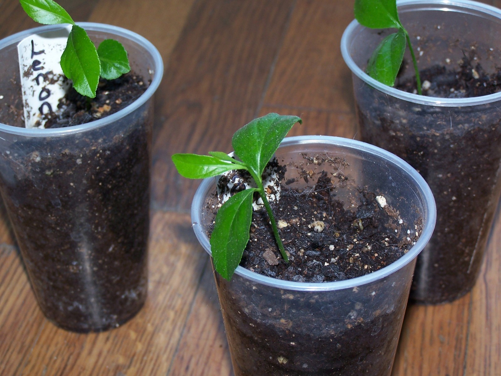 Meyers Lemon Tree Seedling