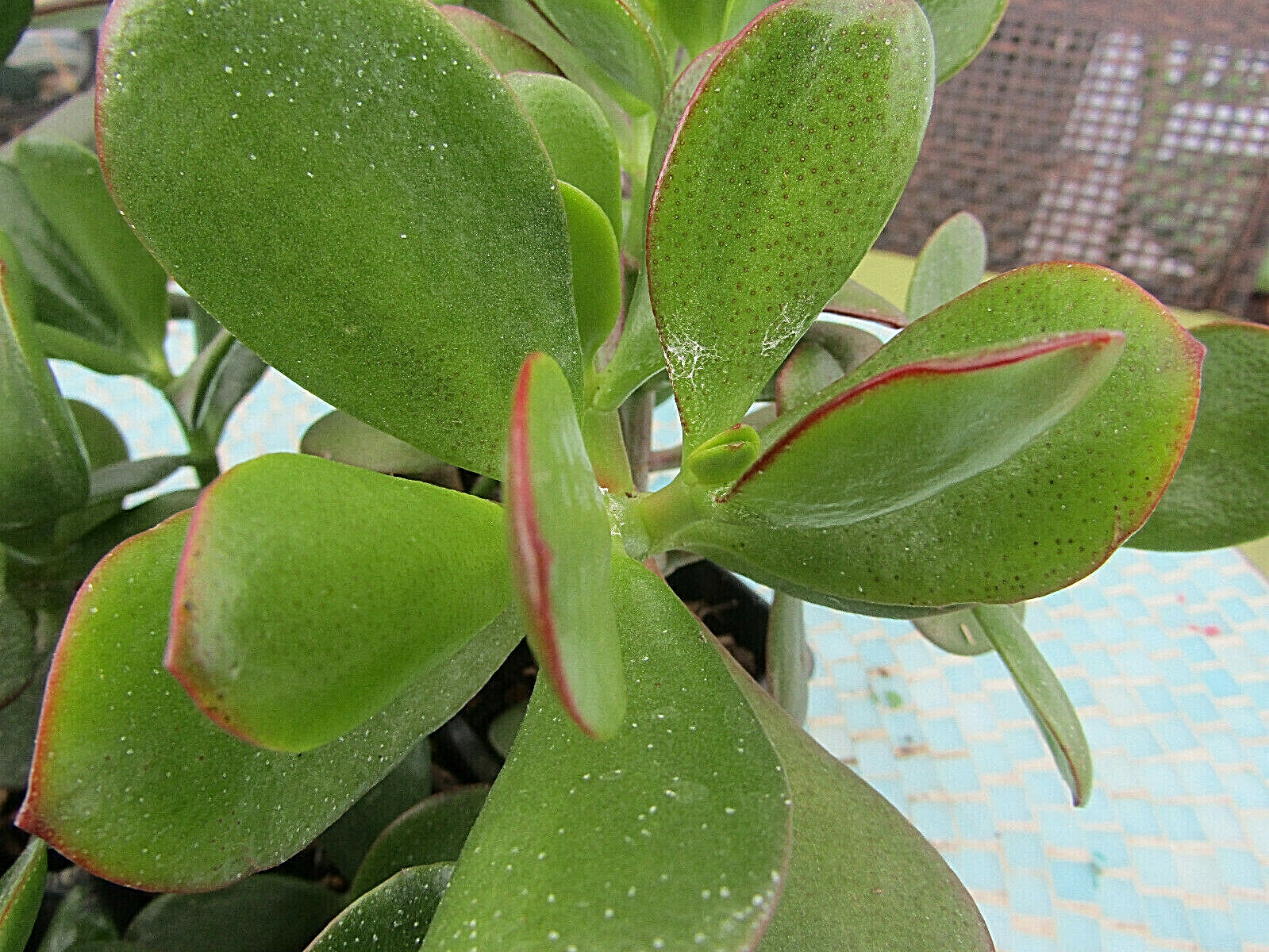 Lush Green JADE Plant, Crassula Ovata, Easy to Grow, Beginner's Succulent