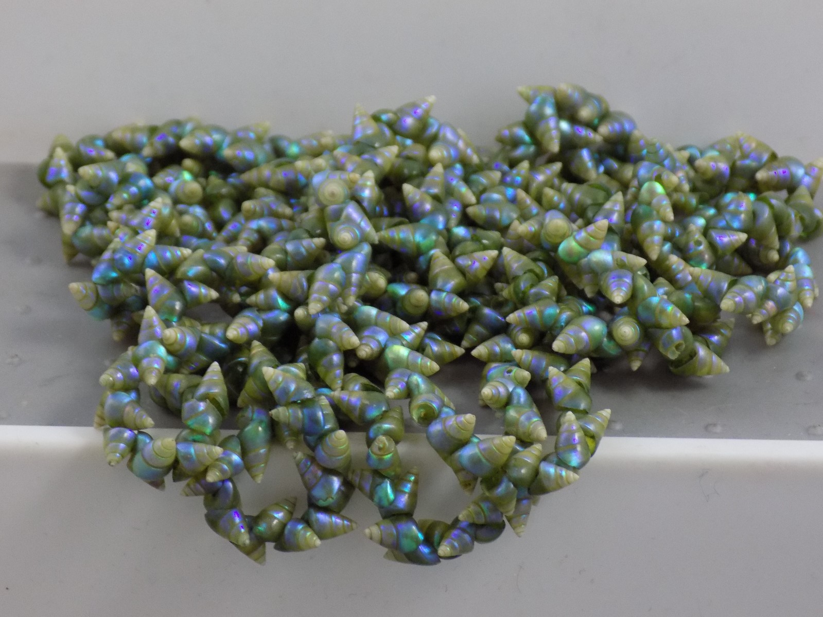 Antique Australian Aboriginal Tasmanian Maireener shell 68