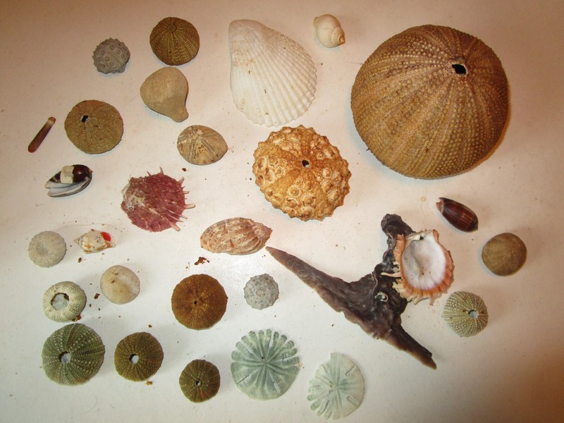 Lot De Coquillages Divers: Oursins, Rotula, Lima, Spondylus...