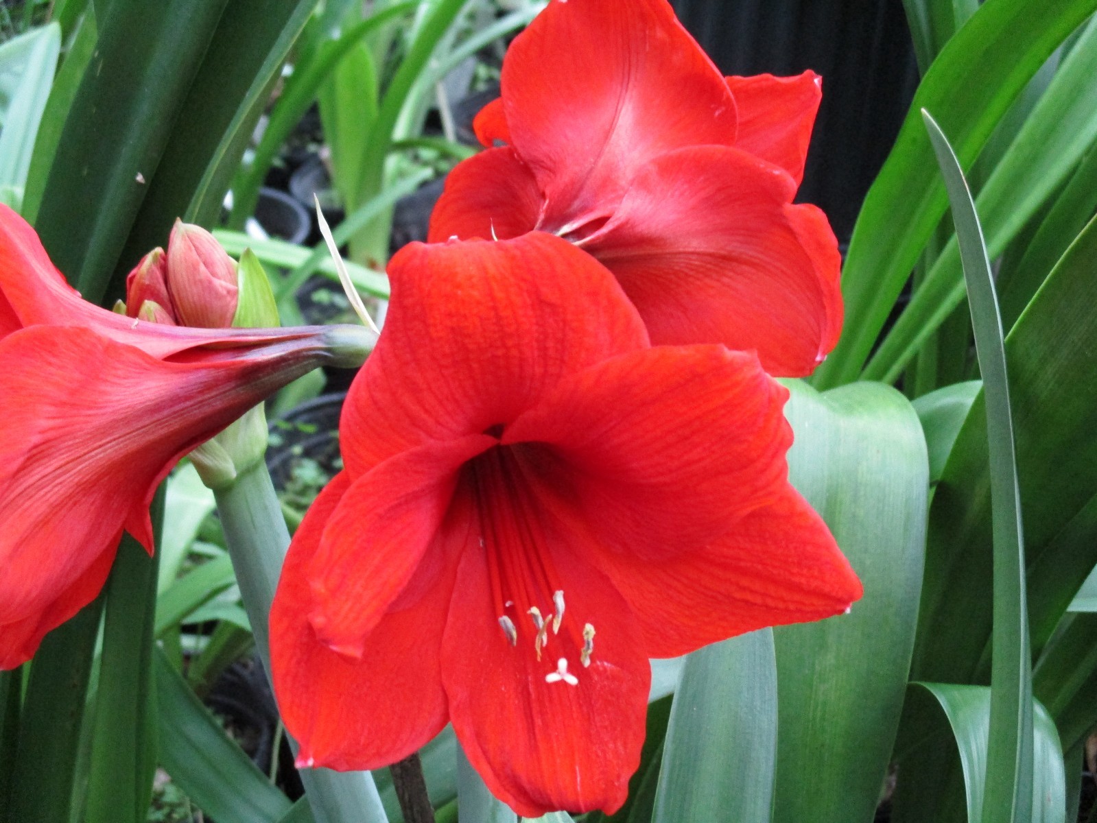 A Bundle of 12 Amaryllis off set bulbs from Amico and Red Lion 6&6 Hippeastrum