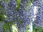 bluewisteria14