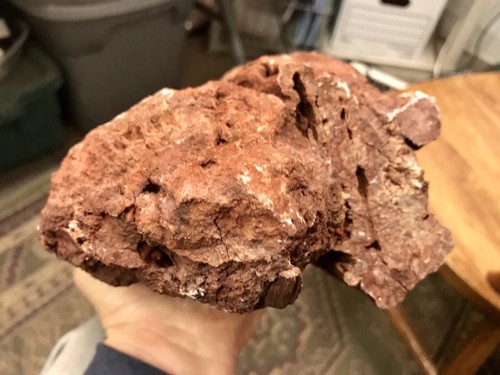 REILLY’S ROCKS: Arizona Petrified Wood W/ Rare Polyrporites Wardii Fungus 18 Lbs