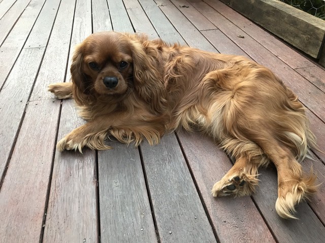 Cavalier King Charles Spaniel Ruby Male | Dogs & Puppies | Gumtree