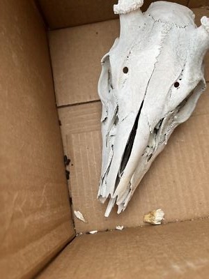 Fotos del artículo de un comprador verificado