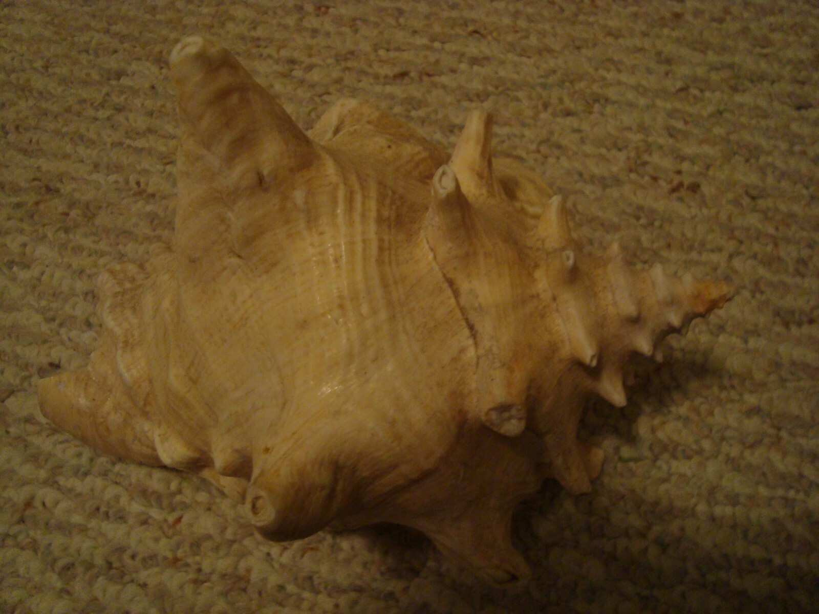 Conch Shell Gulf of Mexico FL. Off Cape Sand Blas Northern Panhandle Florida
