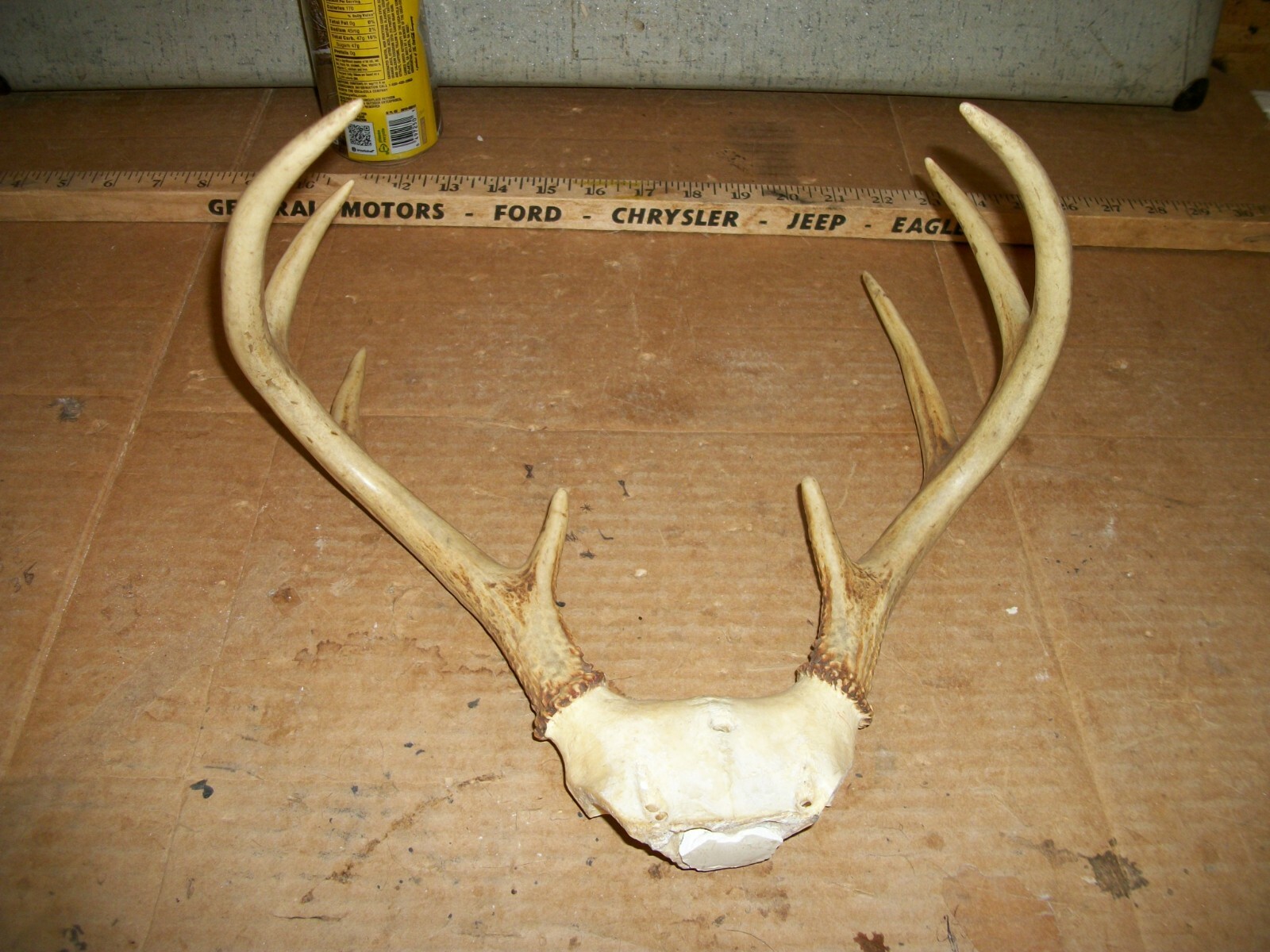 FRESH 8 pt WHITETAIL deer rack antler horn taxidermy man cave TROPHY JACKALOPE